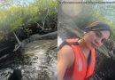 TURISTAS MOLESTAN A COCODRILO EN MANGLAR DE TULUM; PENSABAN QUE ESTABA DISECADO