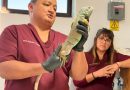 SE REALIZÓ EN LA UNIVERSIDAD DE MATEHUALA EL TALLER MANEJO FÍSICO Y ACERCAMIENTO DIAGNÓSTICO EN REPTILES