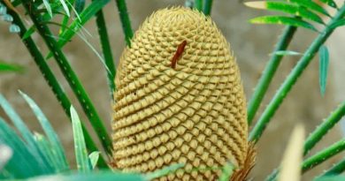 EL DESCUBRIMIENTO CIENTÍFICO QUE CAMBIA PARA SIEMPRE A LAS PRIMERAS PLANTAS DEL PLANETA