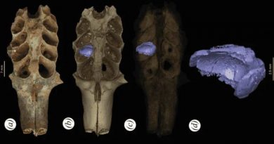 HALLAN NIDOS FÓSILES DE ABEJAS EN LAS MANDÍBULAS DE ANIMALES PREHISTÓRICOS