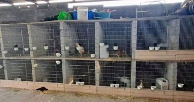 ASEGURAN PIROTECNIA, DROGA Y AVES DURANTE CATEO EN NUEVO LEÓN