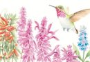 LOS COLIBRÍES Y LA SALUD DE LOS ECOSISTEMAS