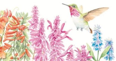 LOS COLIBRÍES Y LA SALUD DE LOS ECOSISTEMAS