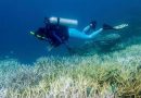 OLA DE CALOR BLANQUEA 50% DE LOS CORALES EN TRES AÑOS Y AGRAVA LA CRISIS MARINA