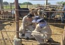 ESTADO REFUERZA VIGILANCIA SANITARIA EN COMPRA-VENTA DE GANADO