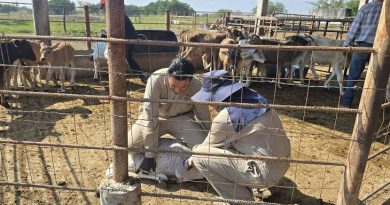 ESTADO REFUERZA VIGILANCIA SANITARIA EN COMPRA-VENTA DE GANADO