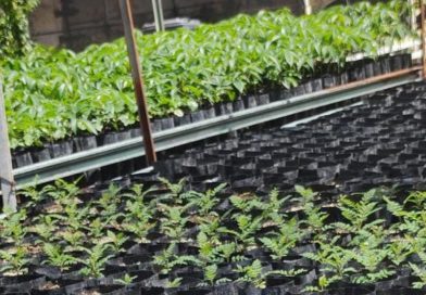 ESTADO FORTALECE ACCIONES DE REFORESTACIÓN EN MUNICIPIOS