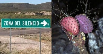 ¿POR QUÉ EN LA ZONA DEL SILENCIO CRECEN NOPALES MORADOS?