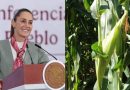 SHEINBAUM RECONOCE CAÍDA EN PRECIO DEL MAÍZ; ASEGURA APOYOS A LOS PRODUCTORES