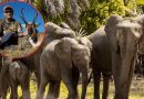 UN MILLONARIO CAZADOR FUE ATACADO POR ELEFANTE DURANTE UN SAFARI EN ÁFRICA