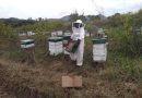 GOBIERNO ESTATAL IMPULSA CELEBRACIÓN DEL DÍA MUNDIAL DE LAS ABEJAS