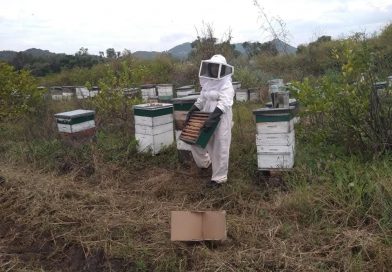 GOBIERNO ESTATAL IMPULSA CELEBRACIÓN DEL DÍA MUNDIAL DE LAS ABEJAS