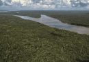 BRASIL REDUCE DEFORESTACIÓN: MATA ATLÁNTICA Y AMAZONÍA EN MÍNIMOS