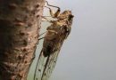 DETECTAN RARA PLAGA AGRÍCOLA DE MÉXICO EN FRONTERA DE EU