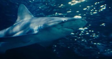 MUERE HOMBRE EN AUSTRALIA TRAS SANGRIENTO ATAQUE DE UN TIBURÓN BLANCO