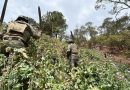 SEMAR ERRADICA 37 PLANTÍOS DE AMAPOLA PRESUNTAMENTE VINCULADOS AL CJNG EN NAYARIT