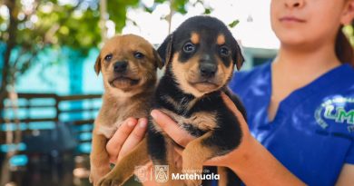 GOBIERNO DE MATEHUALA PROMUEVE LA ADOPCIÓN RESPONSABLE DE MASCOTAS RESCATADAS