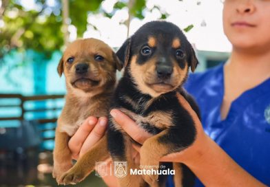 GOBIERNO DE MATEHUALA PROMUEVE LA ADOPCIÓN RESPONSABLE DE MASCOTAS RESCATADAS