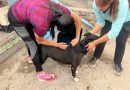 SAN LUIS, NOVENO LUGAR NACIONAL DE HOGARES CON MASCOTAS