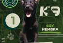 GOBIERNO ESTATAL INVITA A ELEGIR LOS NOMBRES DE LOS NUEVOS INTEGRANTES DEL AGRUPAMIENTO K9