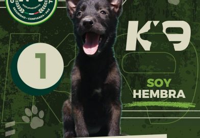 GOBIERNO ESTATAL INVITA A ELEGIR LOS NOMBRES DE LOS NUEVOS INTEGRANTES DEL AGRUPAMIENTO K9
