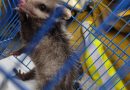 🚨🦝 ¡Protección Civil rescata a un tlacuache en Villa de Pozos!