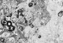 DESCUBREN UNA CIUDAD MAYA INTACTA TRAS MÁS DE MIL AÑOS OCULTA EN LA SELVA
