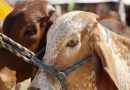 MÉXICO Y EU SUSPENDEN IMPORTACIÓN DE ANIMALES VIVOS POR GUSANO BARRENADOR