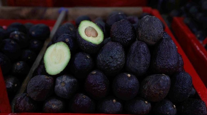 PRECIO DEL AGUACATE ‘SE DISPARA’ POR EL MUNDIAL 2026