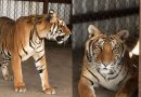 PROFEPA Y FGR ASEGURAN 2 TIGRES DE BENGALA EN CHIHUAHUA