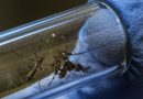¿QUÉ ES LA WOLBACHIA, BACTERIA QUE SUMA MÉXICO AL COMBATE AL DENGUE?