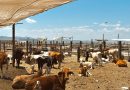 FORTALECEN EL CAMPO DE CEDRAL CON LA ENTREGA DE VIENTRES BOVINOS PARA PRODUCTORES DEL MUNICIPIO
