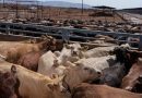 REAPERTURA DE FRONTERA CON EU BENEFICIARÁ AL CAMPO POTOSINO