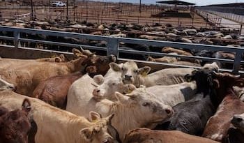REAPERTURA DE FRONTERA CON EU BENEFICIARÁ AL CAMPO POTOSINO