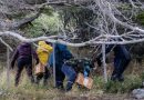 CHILE DECRETA POR PRIMERA VEZ ALERTA SANITARIA POR HANTAVIRUS, PERO NIEGA EPIDEMIA