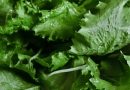 COFEPRIS DESCARTA PARÁSITO EN LECHUGA DE MÉXICO TRAS BROTE EN EU