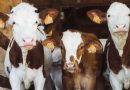 MÉXICO LIBERA LOTE DE MOSCAS CONTRA GUSANO BARRENADOR
