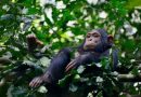 ¿POR QUÉ SE CELEBRA EL DÍA MUNDIAL DEL CHIMPANCÉ EL 14 DE JULIO?