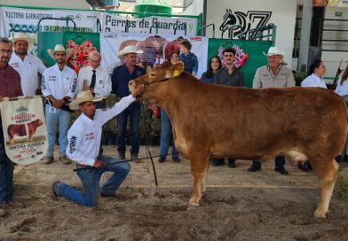 GOBIERNO DEL ESTADO RECONOCE A LO MEJOR DEL GANADO LIMOUSIN DE MÉXICO EN FENAPO 2026
