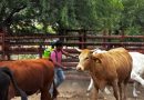 SEDARH MANTIENE CERCO SANITARIO CONTRA EL GUSANO BARRENADOR DEL GANADO