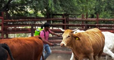 SEDARH MANTIENE CERCO SANITARIO CONTRA EL GUSANO BARRENADOR DEL GANADO