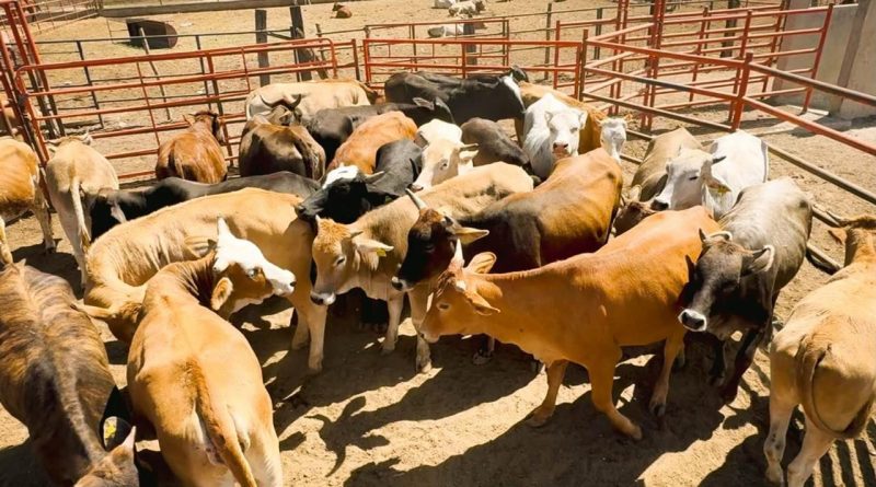 GOBIERNO DEL ESTADO ARRANCA REPOBLAMIENTO GANADERO 2026 EN EL ALTIPLANO