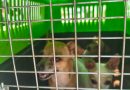 En la colonia Arbolitos, Policía de la Capital rescata a tres caninos en presuntas condiciones de maltrato