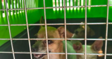 En la colonia Arbolitos, Policía de la Capital rescata a tres caninos en presuntas condiciones de maltrato