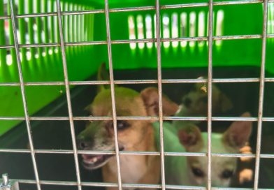 En la colonia Arbolitos, Policía de la Capital rescata a tres caninos en presuntas condiciones de maltrato