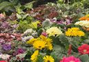 FENAPO 2026 ESTRENA FERIA DE LAS FLORES CON PRODUCTORES DE DISTINTOS ESTADOS