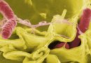 ALERTA POR BACTERIA ‘COME CARNE’: QUÉ ES, SUS SÍNTOMAS Y CÓMO SE CONTAGIA EN MÉXICO
