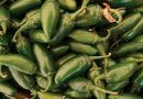 COFEPRIS DESCARTA SALMONELA EN EMPACADORA DE CHILES JALAPEÑOS EN NUEVO LEÓN