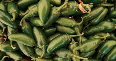 COFEPRIS DESCARTA SALMONELA EN EMPACADORA DE CHILES JALAPEÑOS EN NUEVO LEÓN