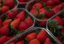 EU IMPONE CUOTA A FRESAS MEXICANAS; ESTO PAGARÁN LOS EXPORTADORES